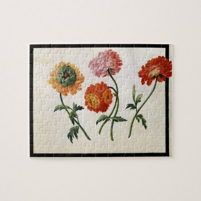 Chrysanthemen (w/c auf Papier) (Horizontal)