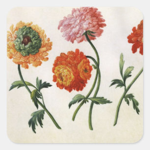 Chrysanthemen (w/c auf Papier) Quadratischer Aufkleber
