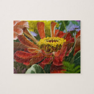 Chrysanthemenblüte