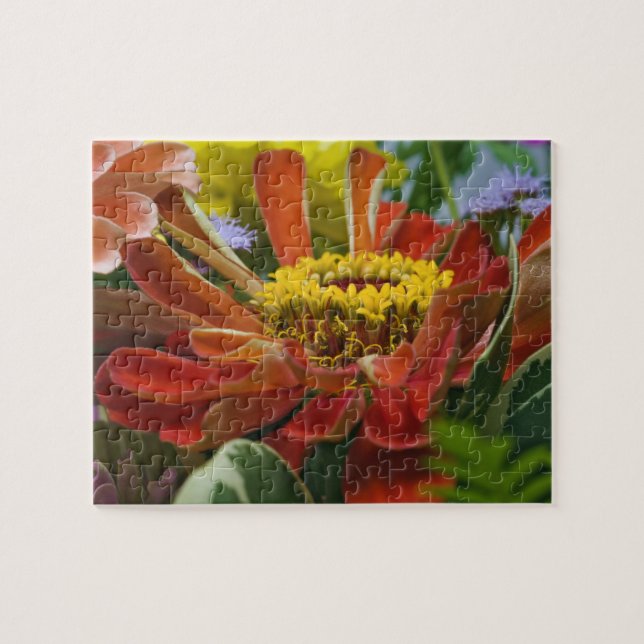 Chrysanthemenblüte (Horizontal)