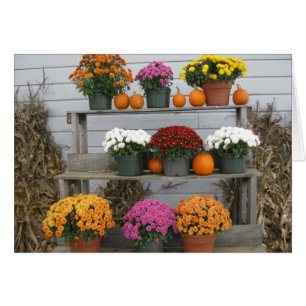 Chrysanthèmes avec citrouilles