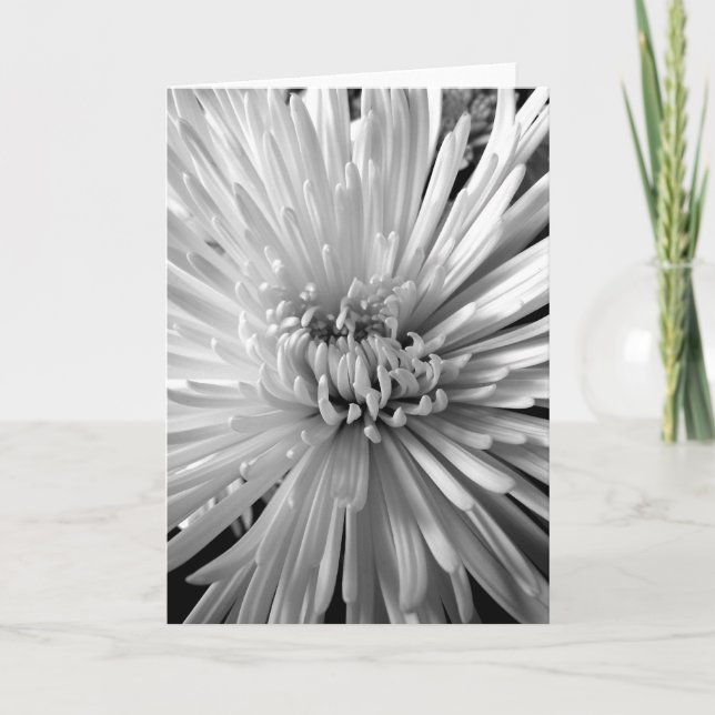 Chrysanthemum Blossom Karte (Vorderseite)