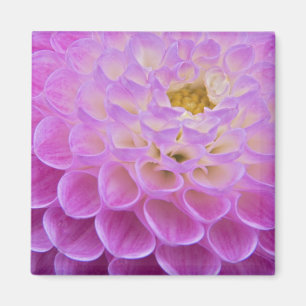Chrysanthemum-Blume, die Grabstätte in Magnet