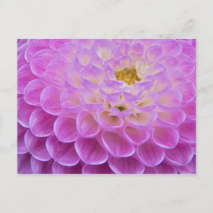 Chrysanthemum-Blume, die Grabstätte in Postkarte