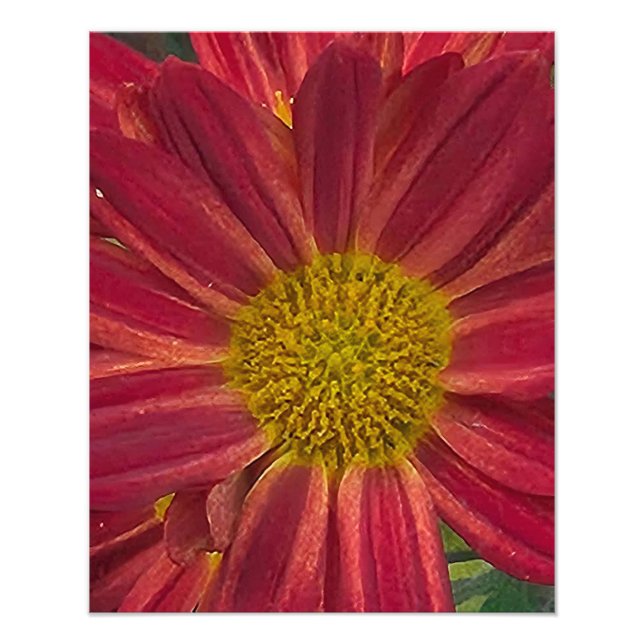Chrysanthemum-Blume Fotodruck (Vorne)