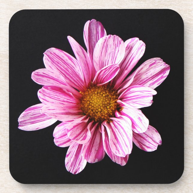 Chrysanthemum Blume Küstenercnm Getränkeuntersetzer (Vorderseite)