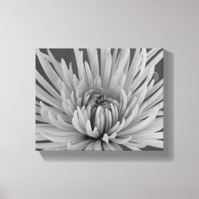 Chrysanthemum-Blume Leinwanddruck (Vorderseite)