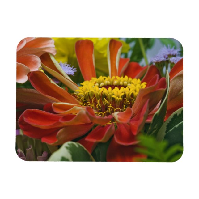 Chrysanthemum-Blume Magnet (Horizontal)