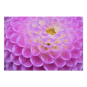 Chrysanthemum-Blume mit Grabstätte in Fotodruck