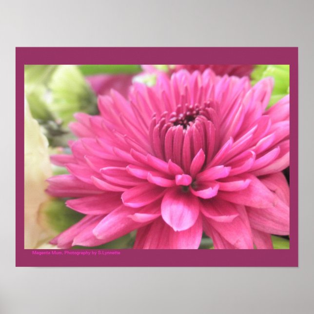 Chrysanthemum Blume Mums Blume Foto Poster (Vorne)