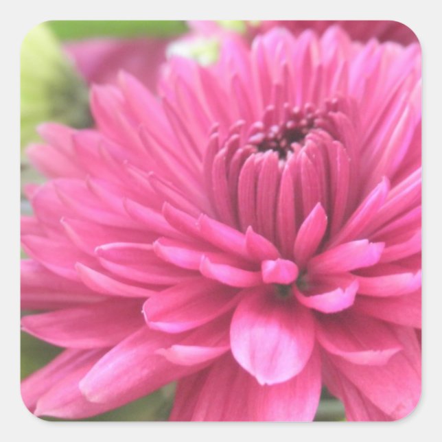 Chrysanthemum Blume Mums Blume Foto Quadratischer Aufkleber (Vorderseite)
