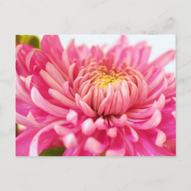 Chrysanthemum-Blume Postkarte (Vorderseite)