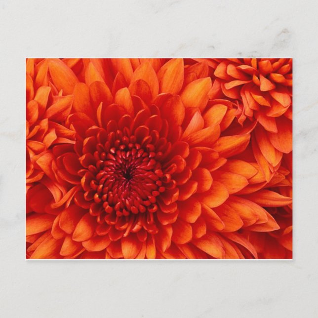 Chrysanthemum-Blume Postkarte (Vorderseite)