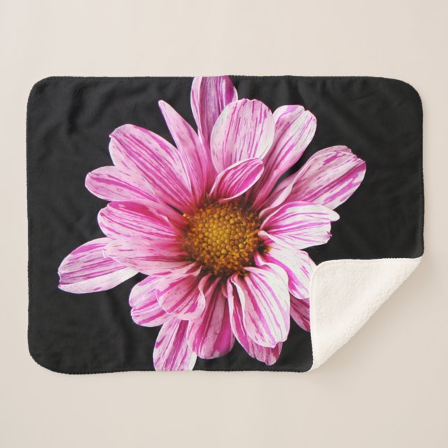 Chrysanthemum-Blume Sherpadecke (Vorderseite (Horizontal))