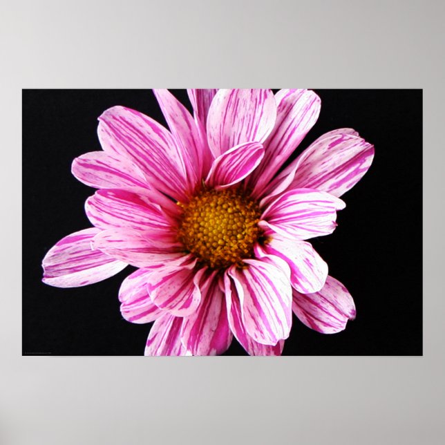 Chrysanthemum Blume wapcnm Poster (Vorne)