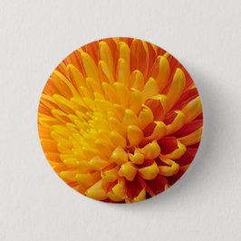 Chrysanthemum Button