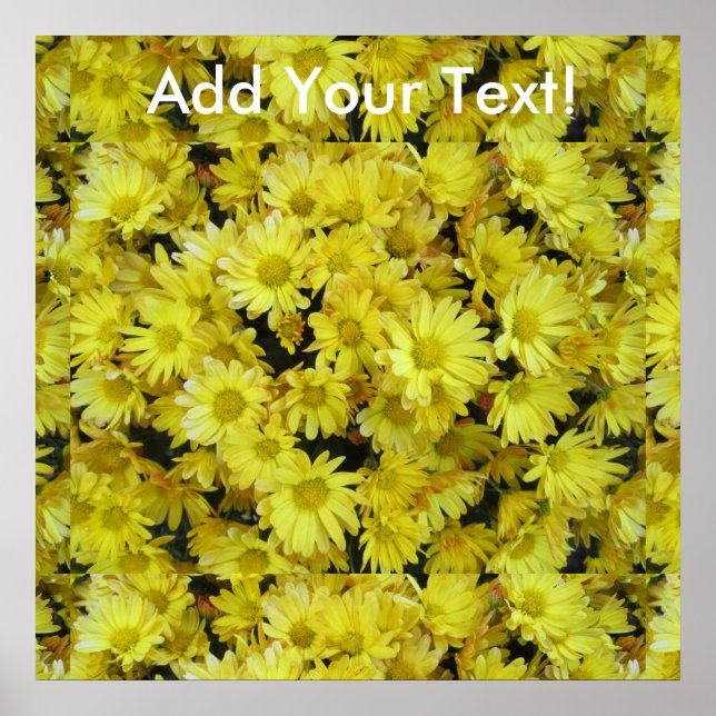 Chrysanthemum Cluster Garden Yellow Poster (Vorne)