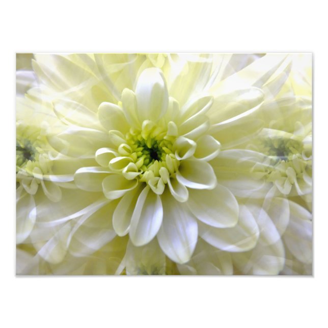 CHRYSANTHEMUM FOTODRUCK (Vorne)