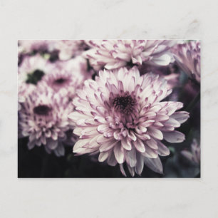Chrysanthemum I Postkarte