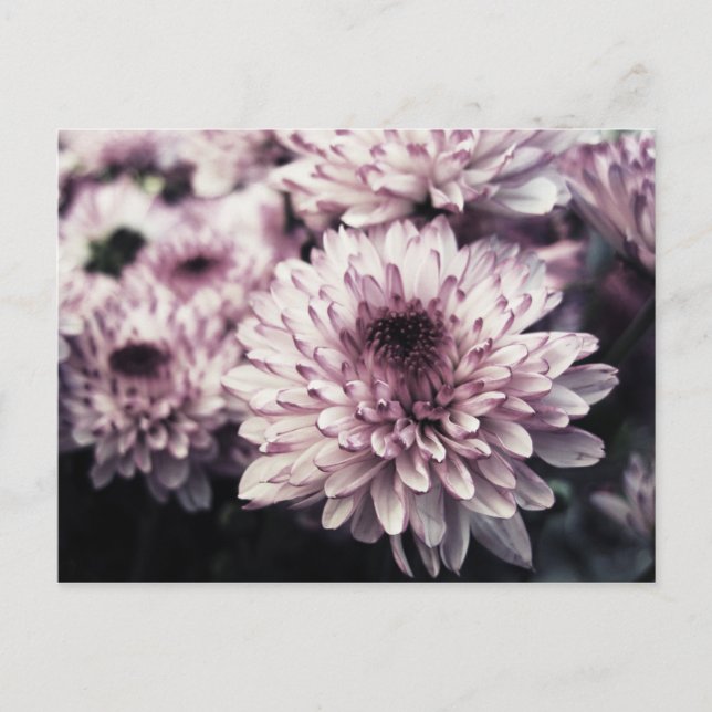 Chrysanthemum I Postkarte (Vorderseite)