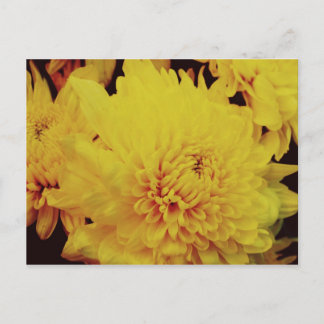 Chrysanthemum II Postkarte