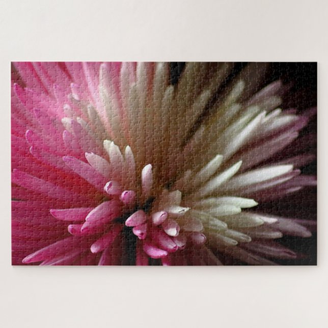 Chrysanthemum in Rosa und Weiß (Horizontal)