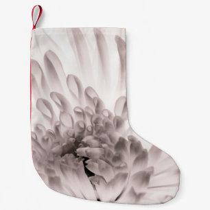 Chrysanthemum in voller Blüte. Nahes Flo-Makro Kleiner Weihnachtsstrumpf