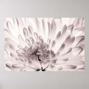 Chrysanthemum in voller Blüte. Nahes Flo-Makro Poster