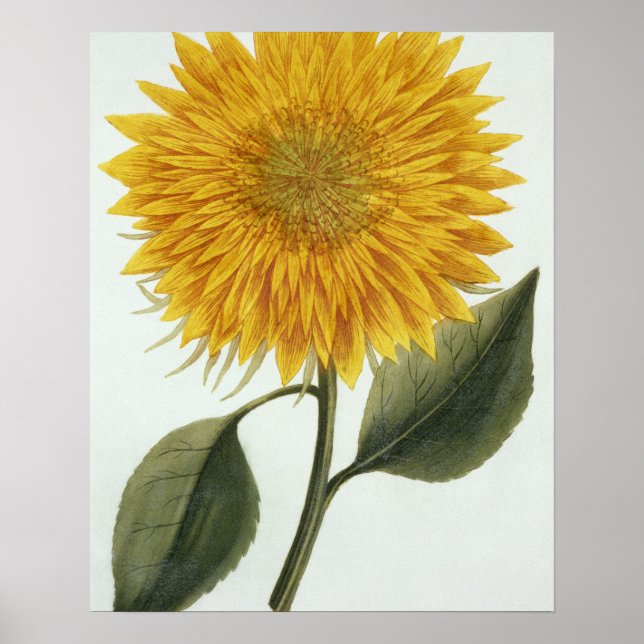 Chrysanthemum Indicum from 'Pythanthoza Iconograph Poster (Vorne)