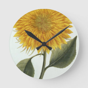 Chrysanthemum Indicum from 'Pythanthoza Iconograph Runde Wanduhr