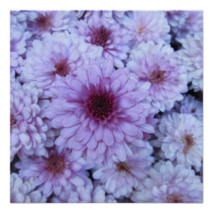 Chrysanthemum Lila Poster
