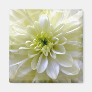 CHRYSANTHEMUM MAGNET