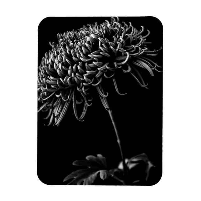 Chrysanthemum Magnet (Vertikal)