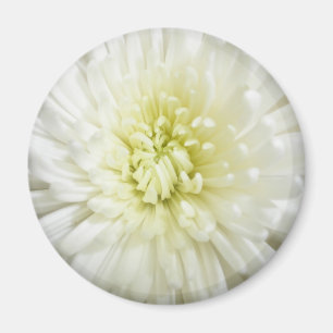 Chrysanthemum Magnet