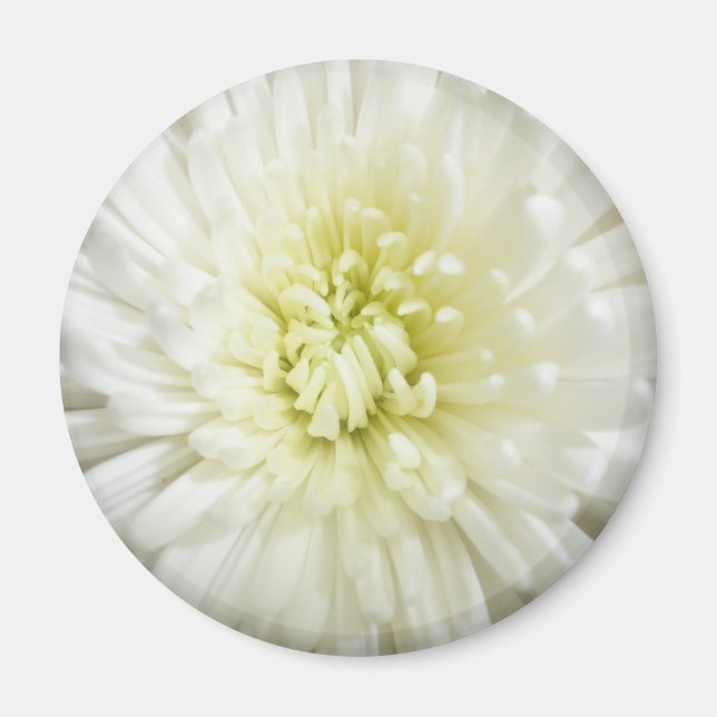 Chrysanthemum Magnet (Vorne)