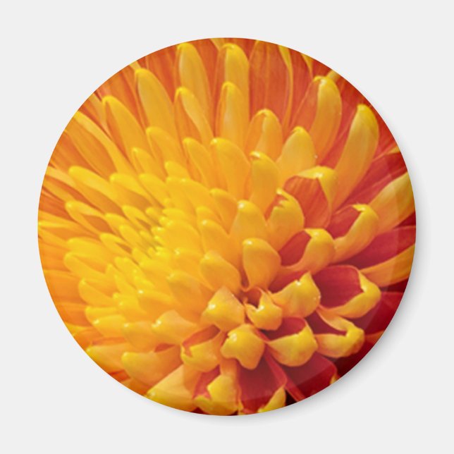 Chrysanthemum Magnet (Vorne)