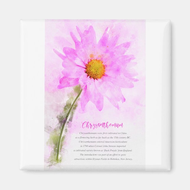 Chrysanthemum Magnet (Vorne)