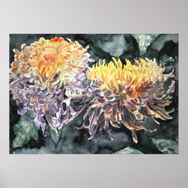 Chrysanthemum mum shasta daisa art print poster (Vorne)