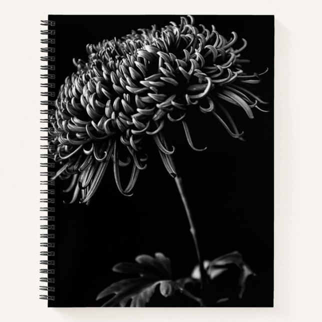 Chrysanthemum Notizbuch (Vorderseite)