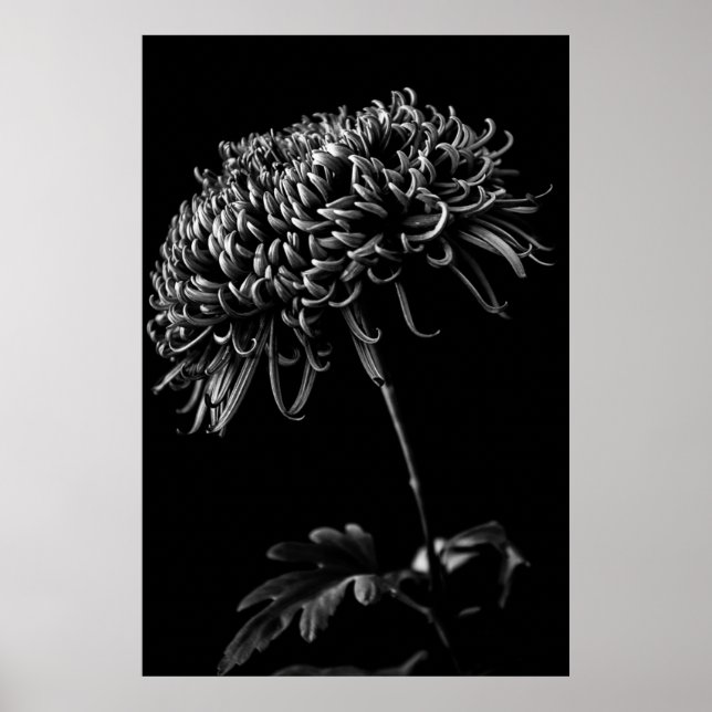 Chrysanthemum Poster (Vorne)