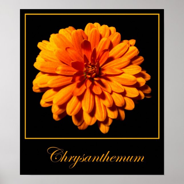 Chrysanthemum Poster (Vorne)