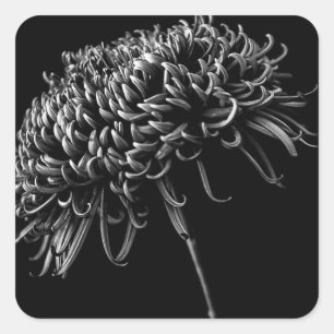 Chrysanthemum Quadratischer Aufkleber
