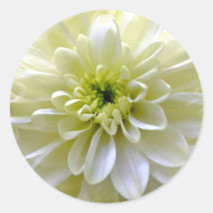 CHRYSANTHEMUM RUNDER AUFKLEBER