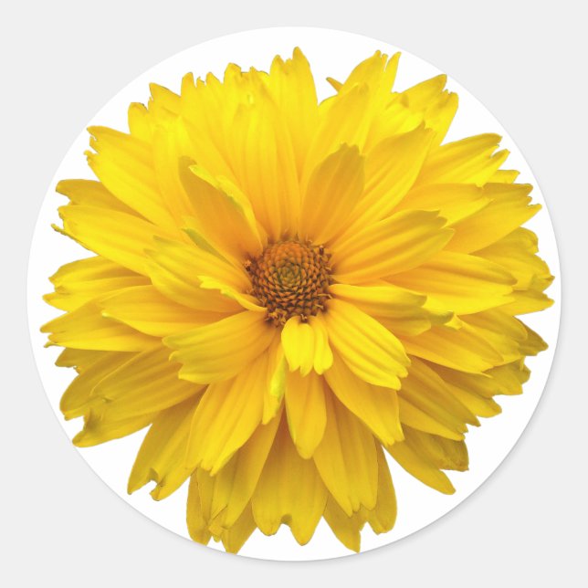 Chrysanthemum Runder Aufkleber (Vorderseite)
