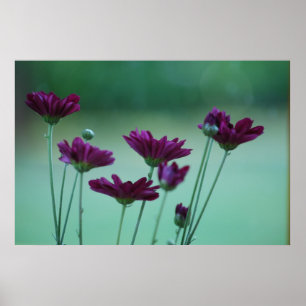Chrysanthemum und Bedeutung Poster