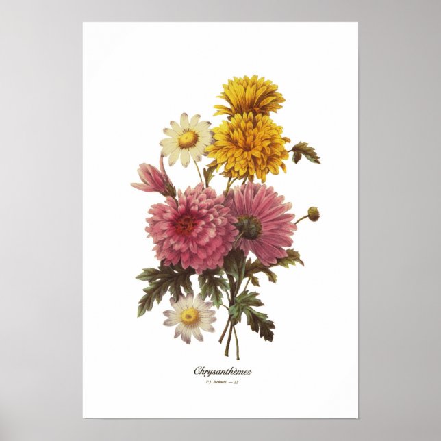 Chrysanthemums Poster (Vorne)