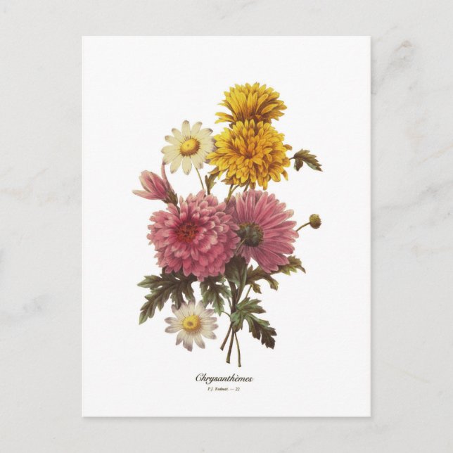 Chrysanthemums Postkarte (Vorderseite)
