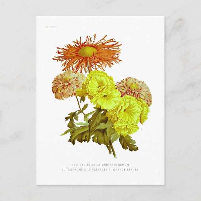 Chrysanthemums Postkarte (Vorderseite)