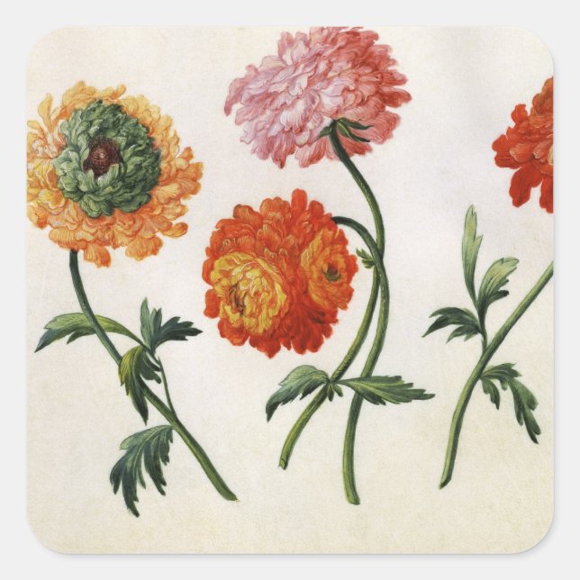 Chrysanthemums Quadratischer Aufkleber (Vorderseite)