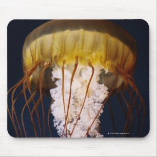 Chrysaora fuscescens, pazifische Seenessel Mousepad